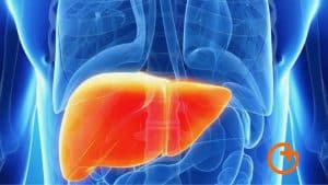 ¿Qué sabemos del hígado graso?